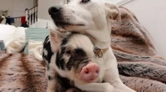 Top 10: animale alternative, care merită începe astăzi